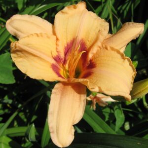 Hemerocallis ‘Lynn Hall’