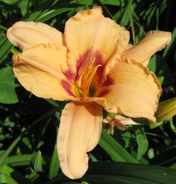 Hemerocallis ‘Lynn Hall’