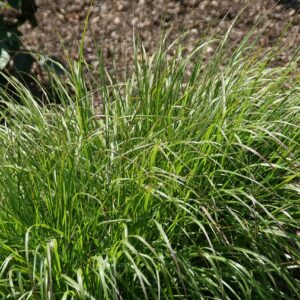 Pennisetum alopecuroides ‘Cassian’
