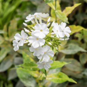 Phlox paniculata ‘Rembrandt’