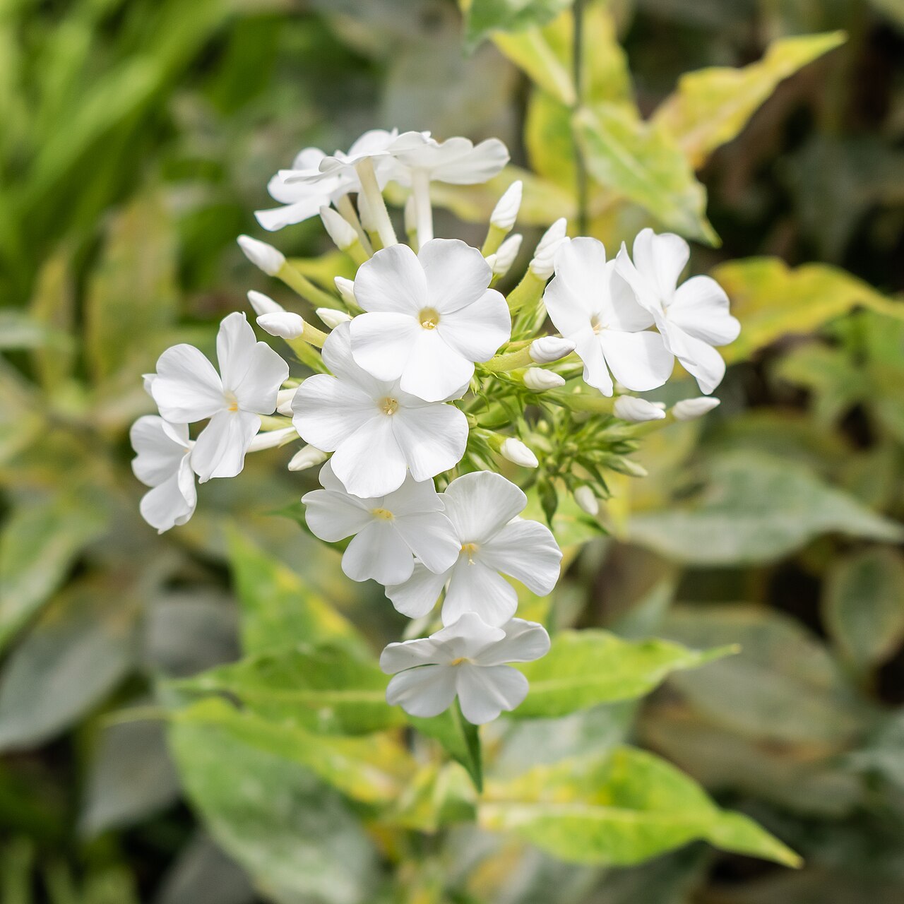 Phlox paniculata ‘Rembrandt’