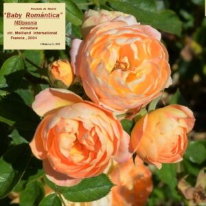 Rosa Baby Romantica Meillandina®