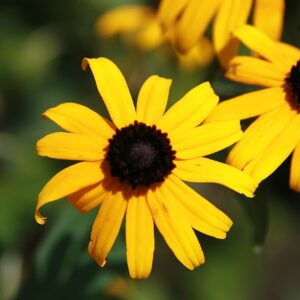 Rudbeckia fulgida Var ‘Sullivantii Goldstrum’