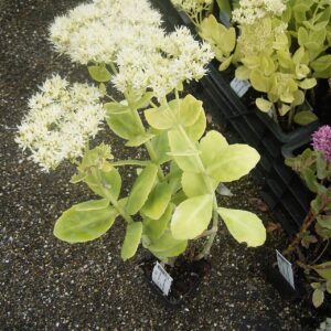 Sedum spectabilis ‘Stardust’