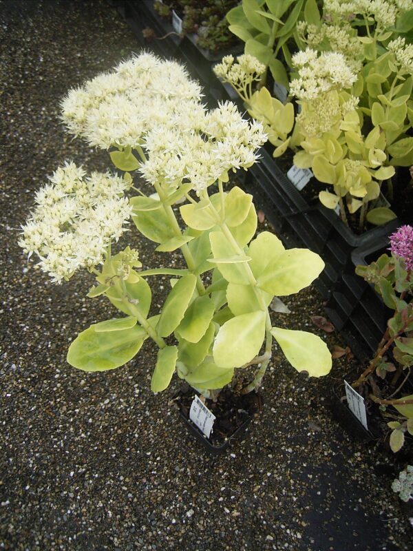 Sedum spectabilis ‘Stardust’