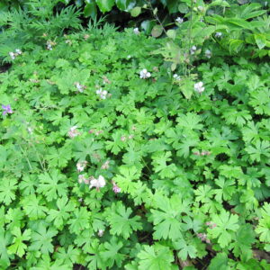 Geranium x cantabrigiense ‘Biokovo’