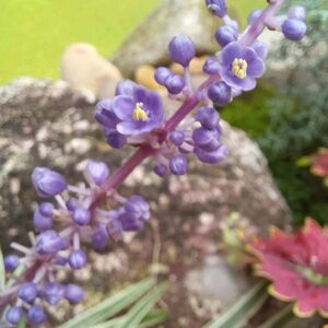 Liriope muscari ‘Variegato’