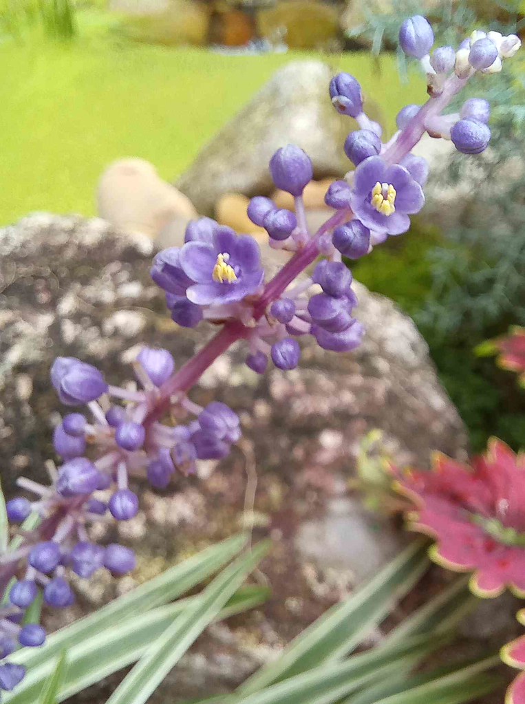 Liriope muscari ‘Variegato’