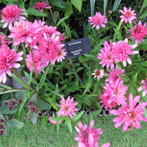 Echinacea ‘Southern Belle’ ®