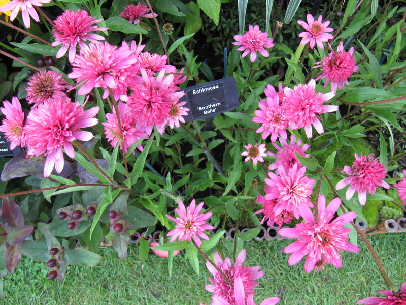 Echinacea ‘Southern Belle’ ®