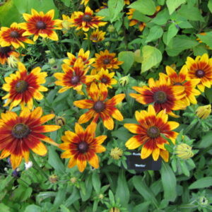 Rudbeckia ‘Berlin’ ®