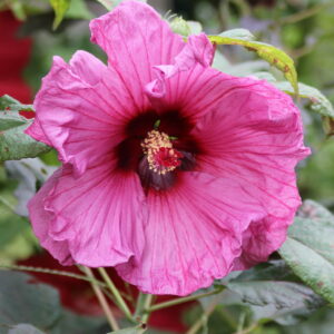 Hibiscus moscheutos ‘Plum Crazy’ ®