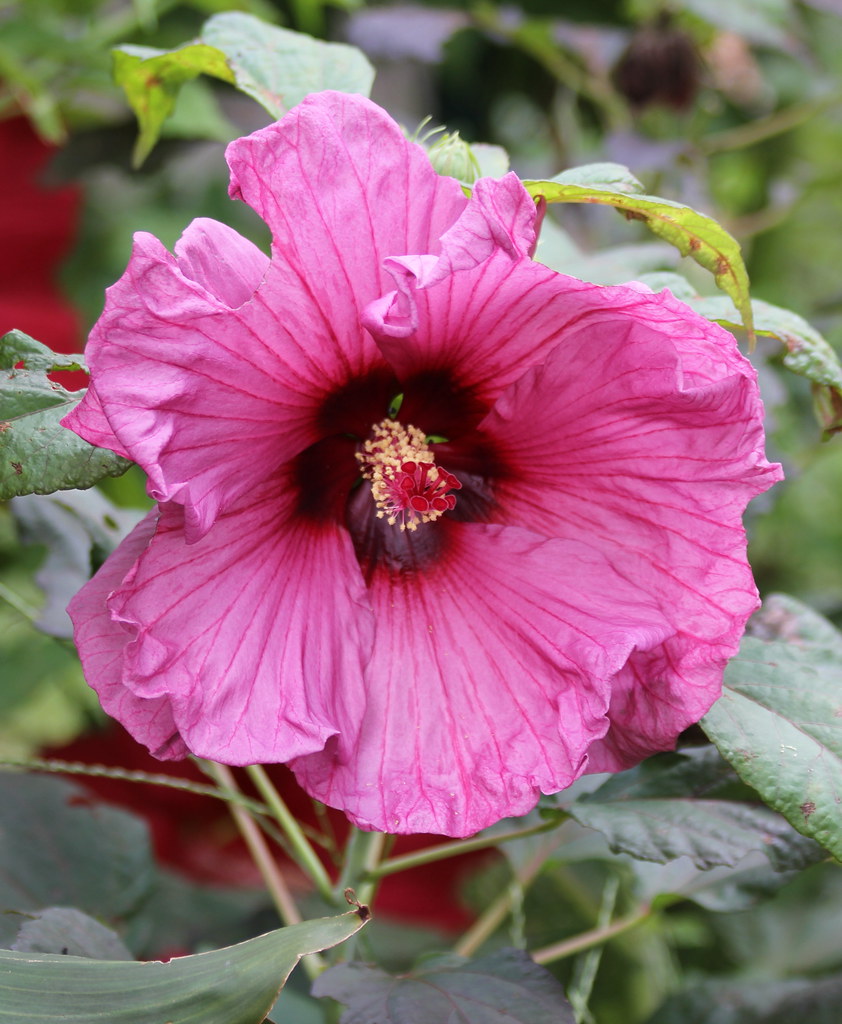 Hibiscus moscheutos ‘Plum Crazy’ ®