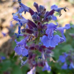 Nepeta X Faassenii ‘Six hill giant’