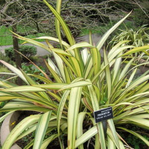 Phormium ‘Cream Delight’