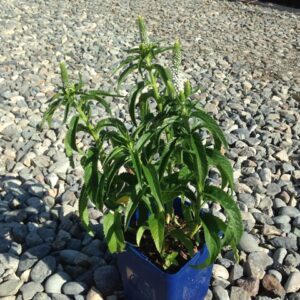Veronica ‘First Lady’ ®
