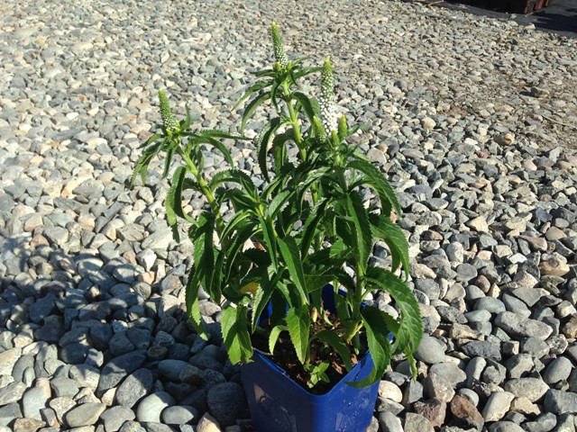 Veronica ‘First Lady’ ®