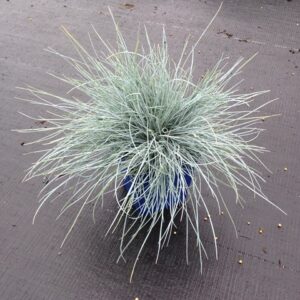 Festuca glauca ‘Elijah Blu’