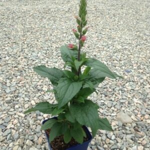 Digitalis digipl. ‘Berry Canary’ ®