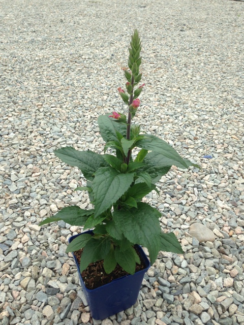Digitalis digipl. ‘Berry Canary’ ®