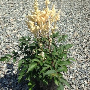 Astilbe ‘Younique White’ ®