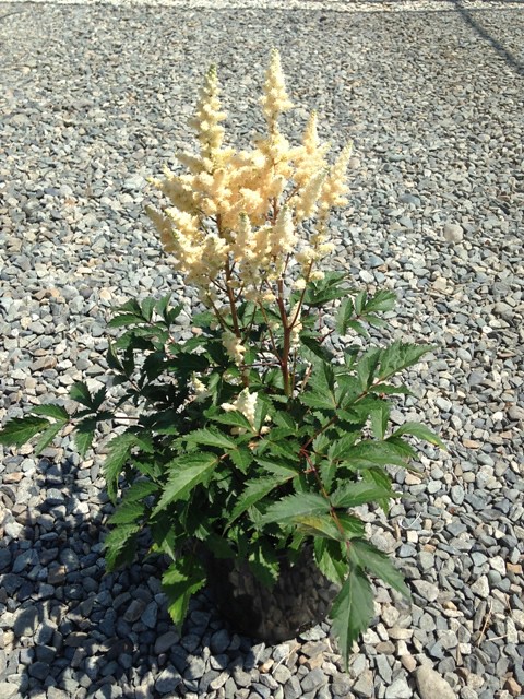 Astilbe ‘Younique White’ ®