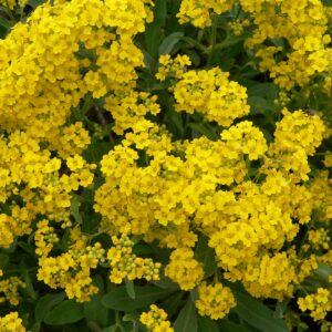 Alyssum saxatile compactum ‘Goldkugel’