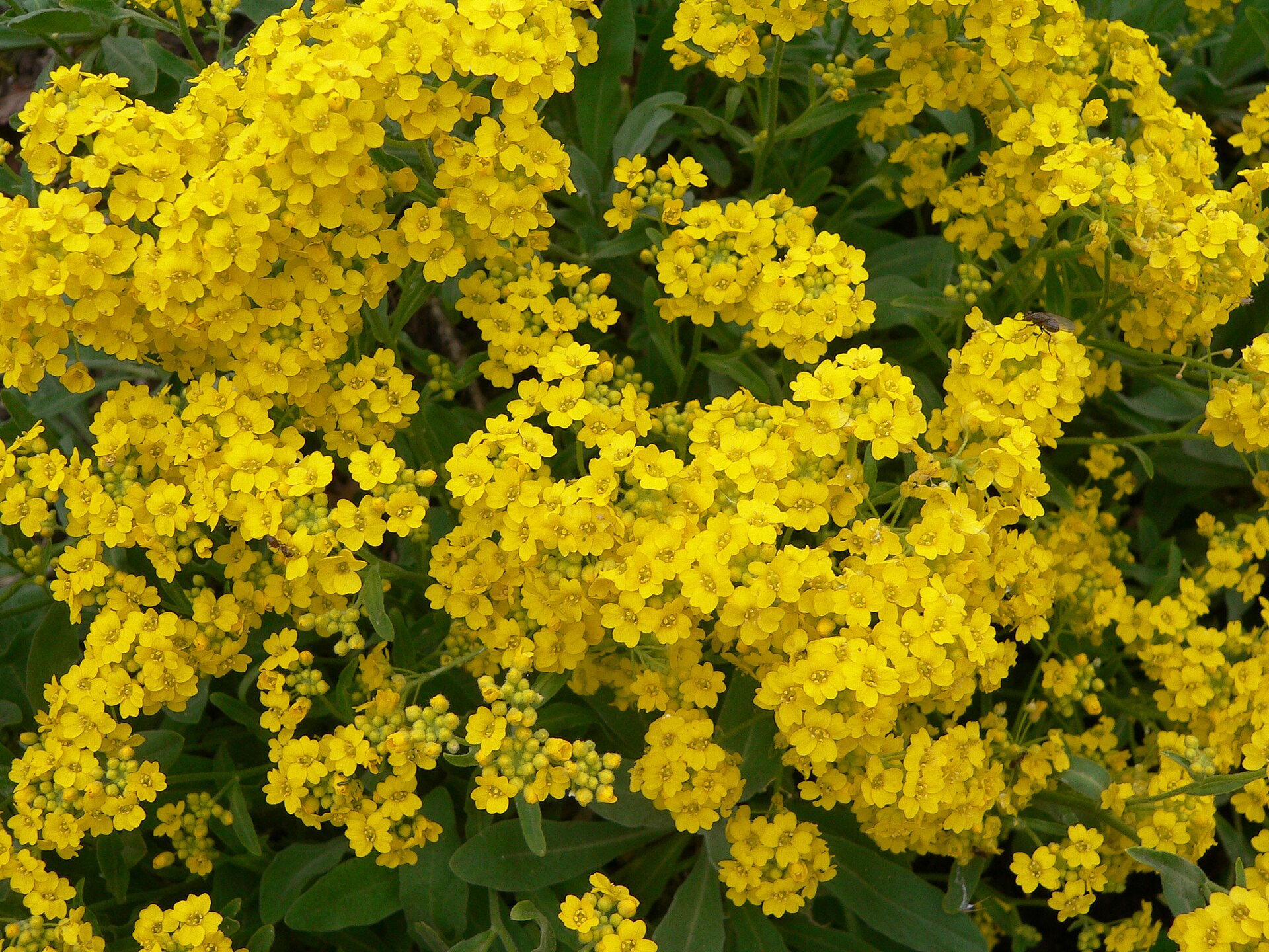 Alyssum saxatile compactum ‘Goldkugel’