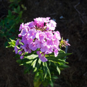 Phlox paniculata ‘Orange Perfection’