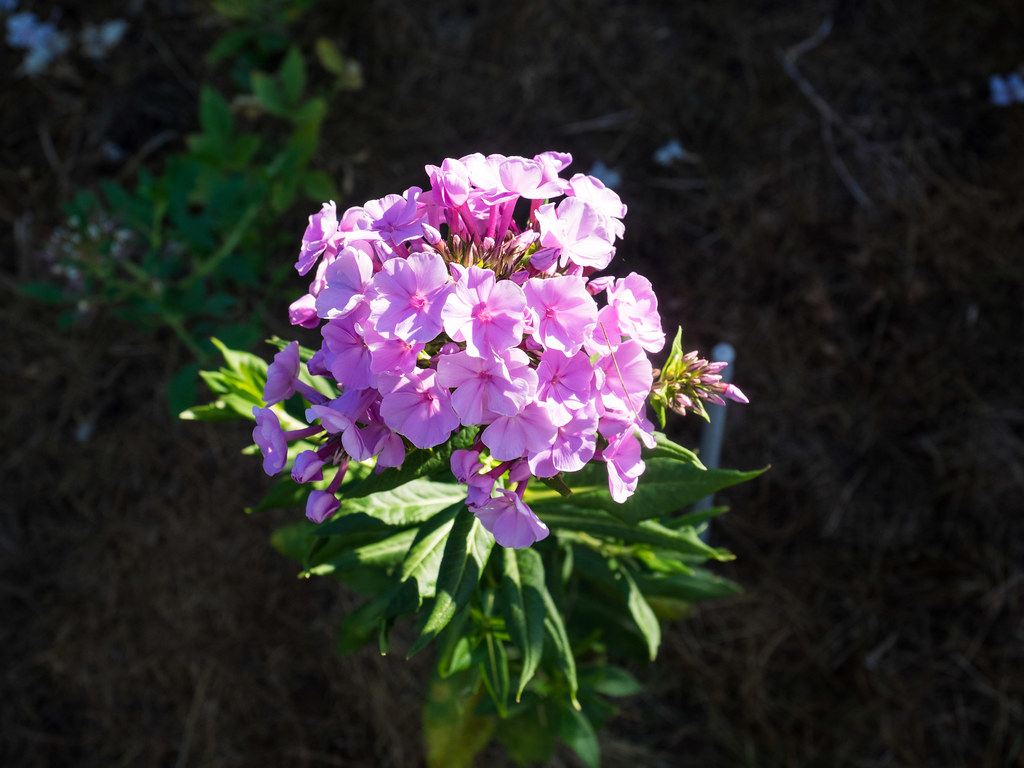 Phlox paniculata ‘Orange Perfection’