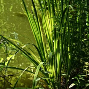 Acorus calamus