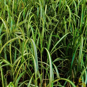 Acorus calamus ‘Variegato’