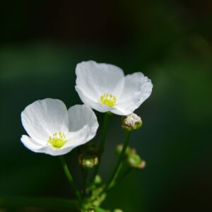 Alisma plantago ‘Acquatico’