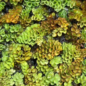 Azolla caroliniana – porzione