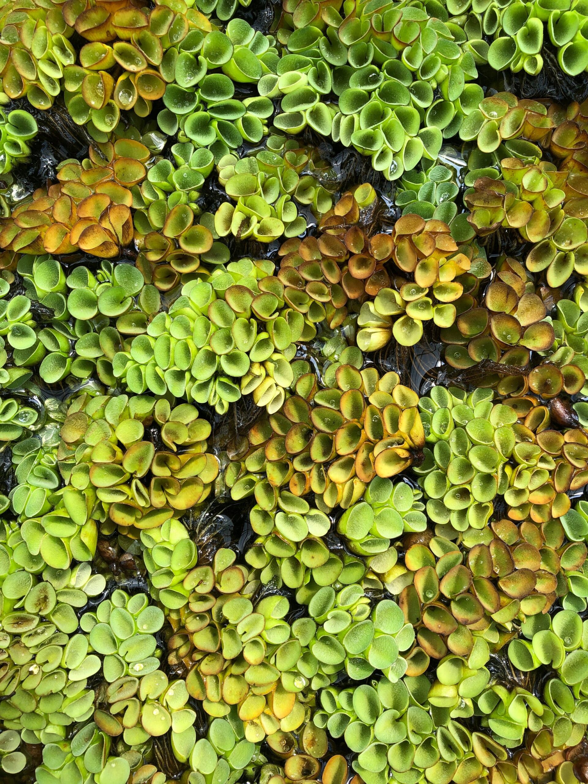 Azolla caroliniana – porzione