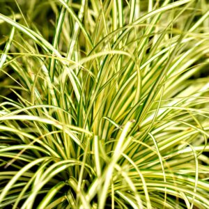 Carex ‘Feather Falls’ ®