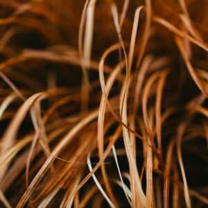 Carex bucananii