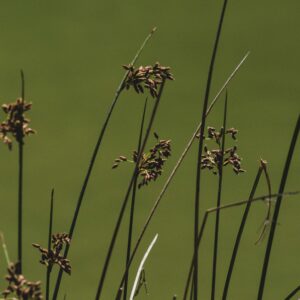 Carex calotides