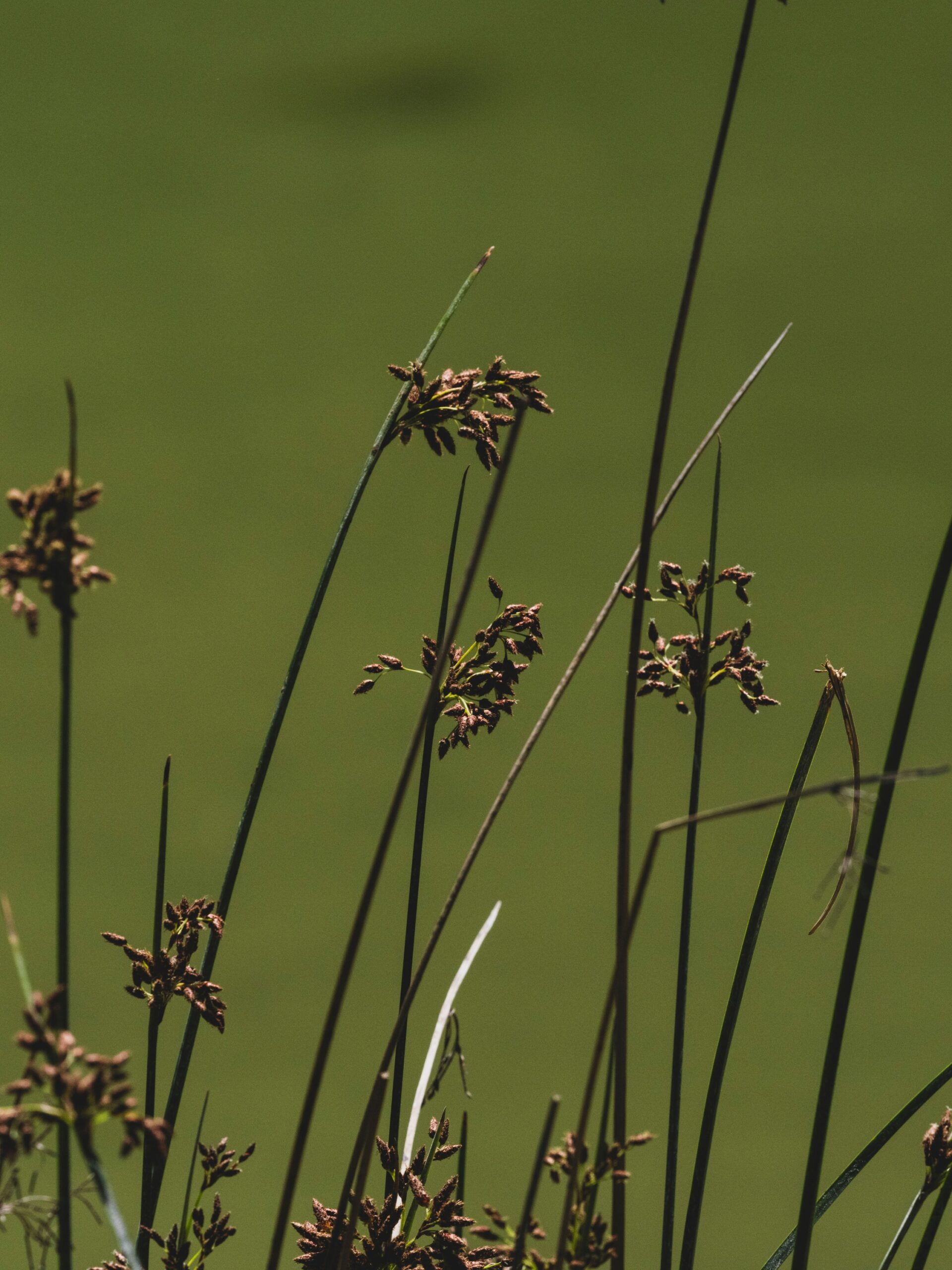 Carex calotides