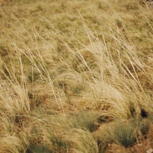 Carex comans ‘Bronco’