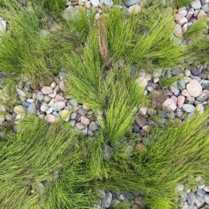 Carex comans ‘Frosted Curls’