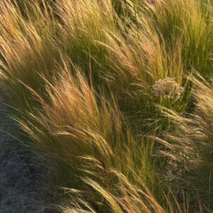 Carex flagellifera