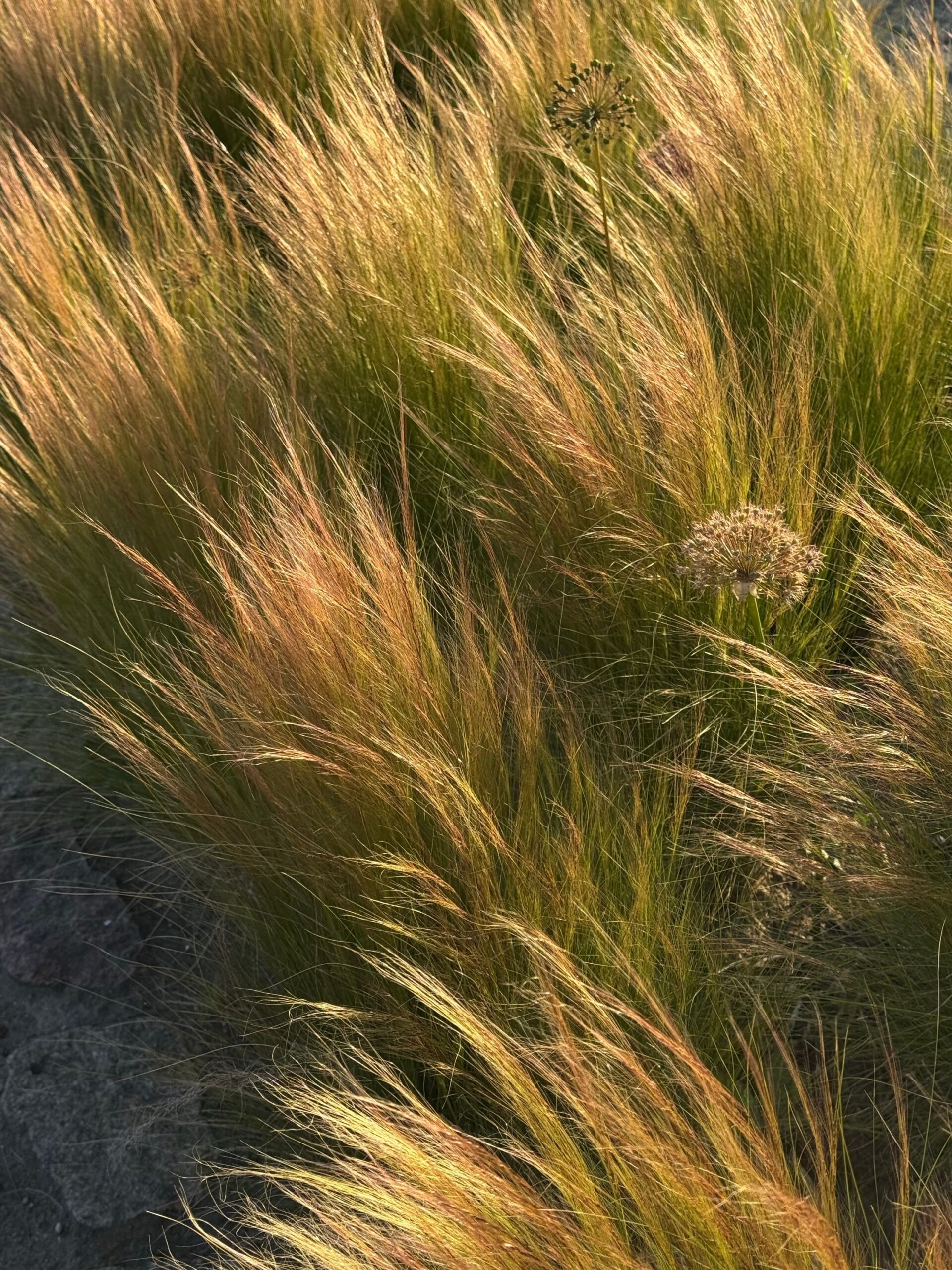Carex flagellifera