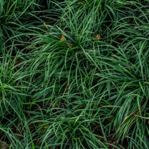 Carex laxiculmis ‘Bunny Blue’ ®