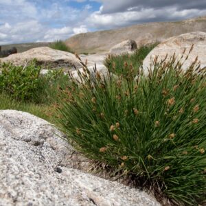 Carex montana