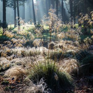 Carex montana ‘Raureif’
