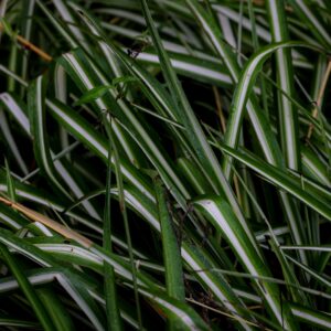 Carex morrowii ‘Ice Dance’