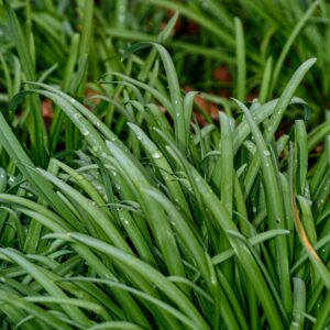 Carex morrowii ‘Irish Green’