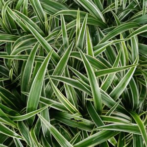 Carex morrowii ‘Vanilla Ice’ ®