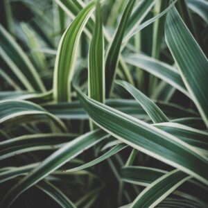 Carex morrowii ‘Variegato’